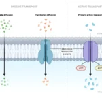 Active Transport - Definition, Types, Process, Functions, Examples