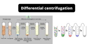 Differential Centrifugation – Principle, Protocol, Uses