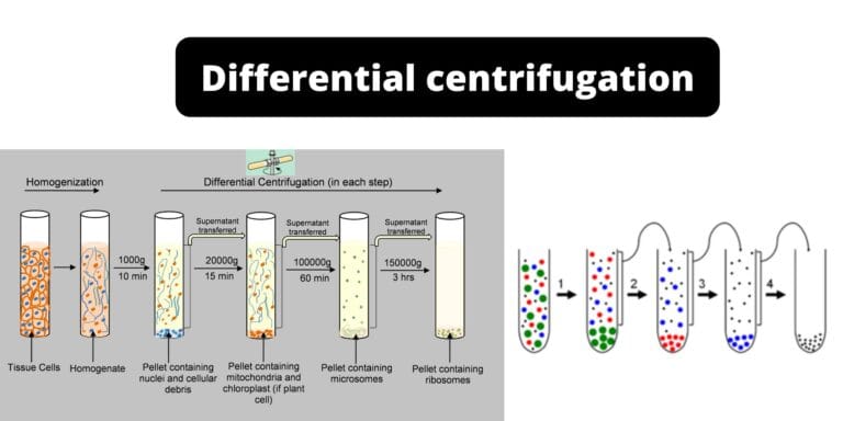 Differential Centrifugation - Principle, Protocol, Uses