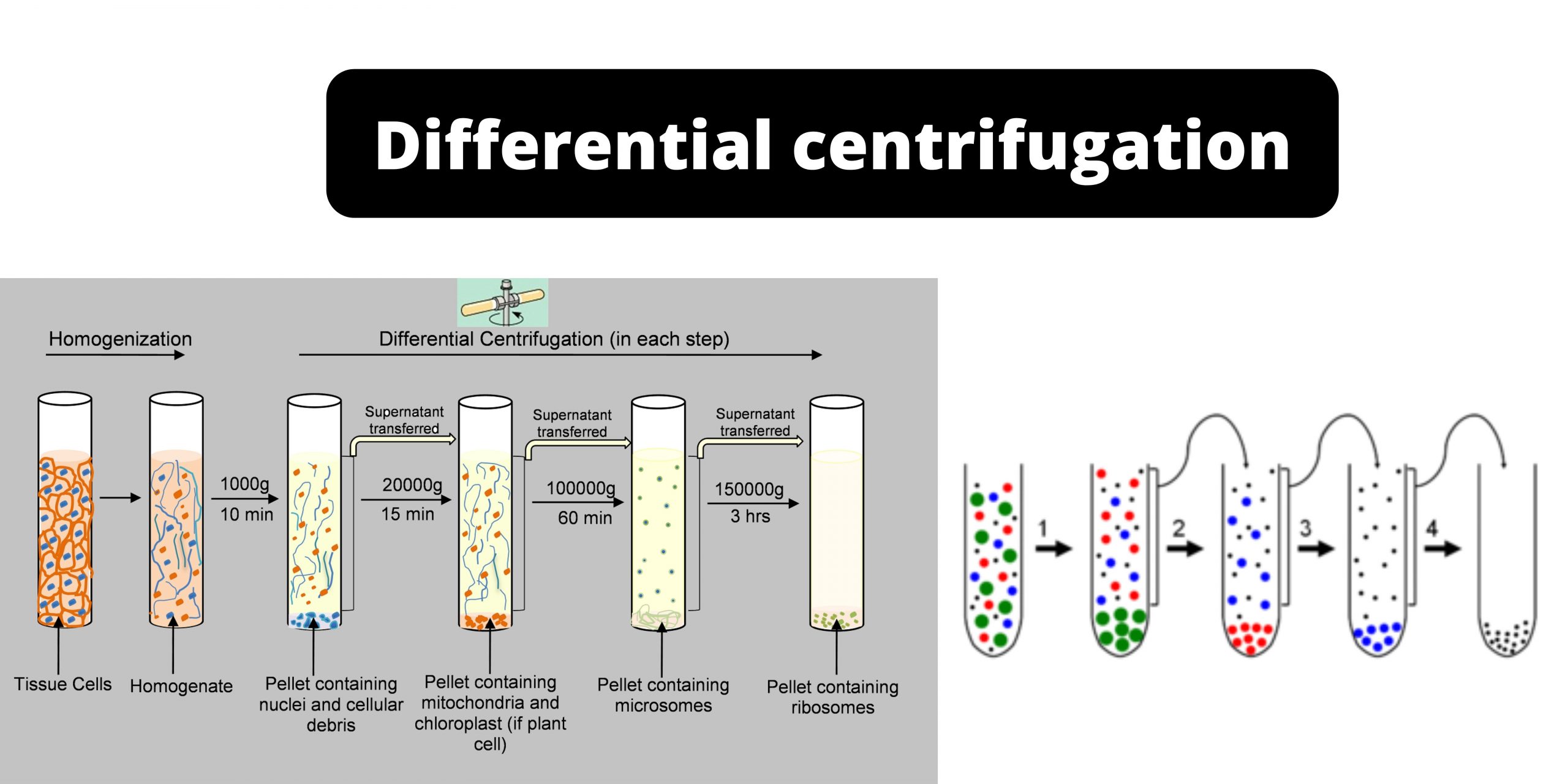 Differential Centrifugation - Principle, Protocol, Uses