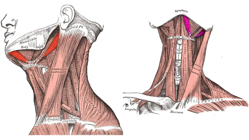 Digastric Muscle - Definition, Structure, Types, Functions - Biology ...