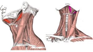 Digastric Muscle – Definition, Structure, Types, Functions