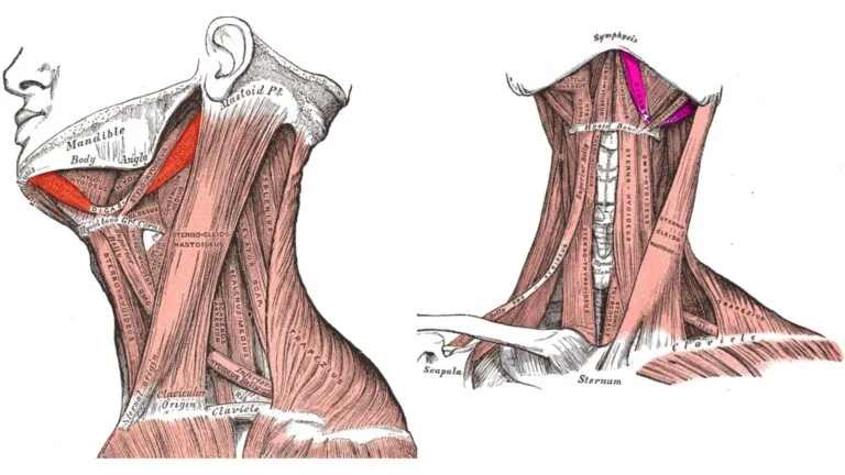 Digastric Muscle - Definition, Structure, Types, Functions