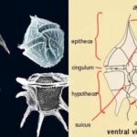 Dinoflagellate - Definition, Structure, Reproduction, Importance, Examples