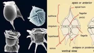 Dinoflagellate – Definition, Structure, Reproduction, Importance, Examples