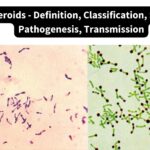 Diphtheroids - Definition, Classification, Structure, Pathogenesis, Transmission