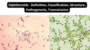 Diphtheroids – Definition, Classification, Structure, Pathogenesis, Transmission