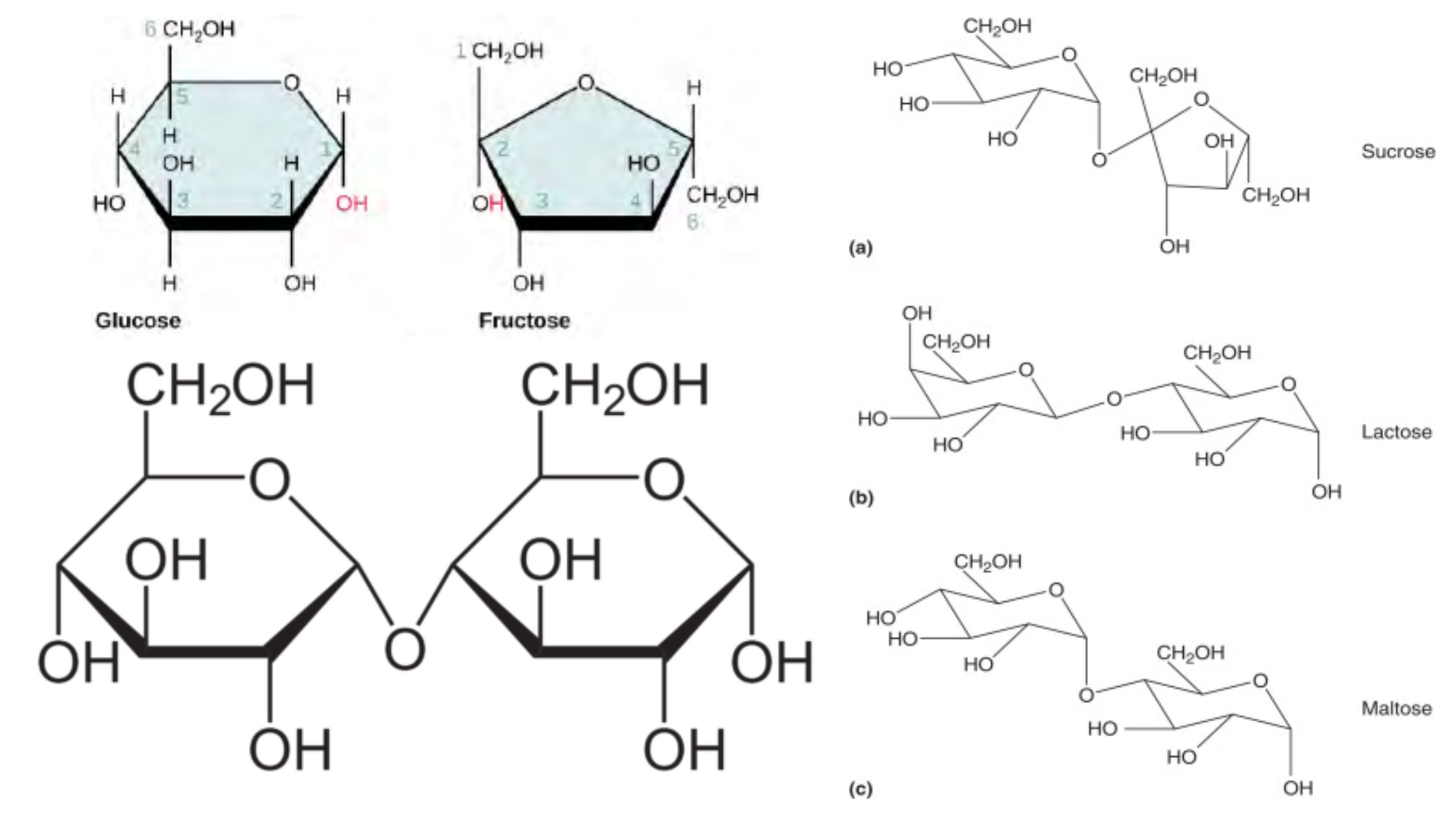 Disaccharides - Definition, Classification, Functions, Examples