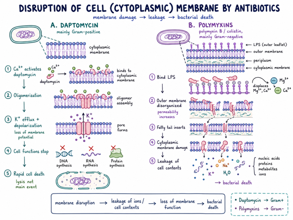 Disruption of Cell (Cytoplasmic) Membrane by Antibiotics