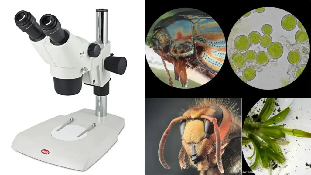 Dissecting Microscope (Stereo Microscope) Definition, Uses, Parts, Principle.