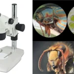 Dissecting Microscope (Stereo Microscope) Definition, Uses, Parts, Principle.