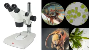 Dissecting Microscope (Stereo Microscope) –  Principle, Parts, Procedure