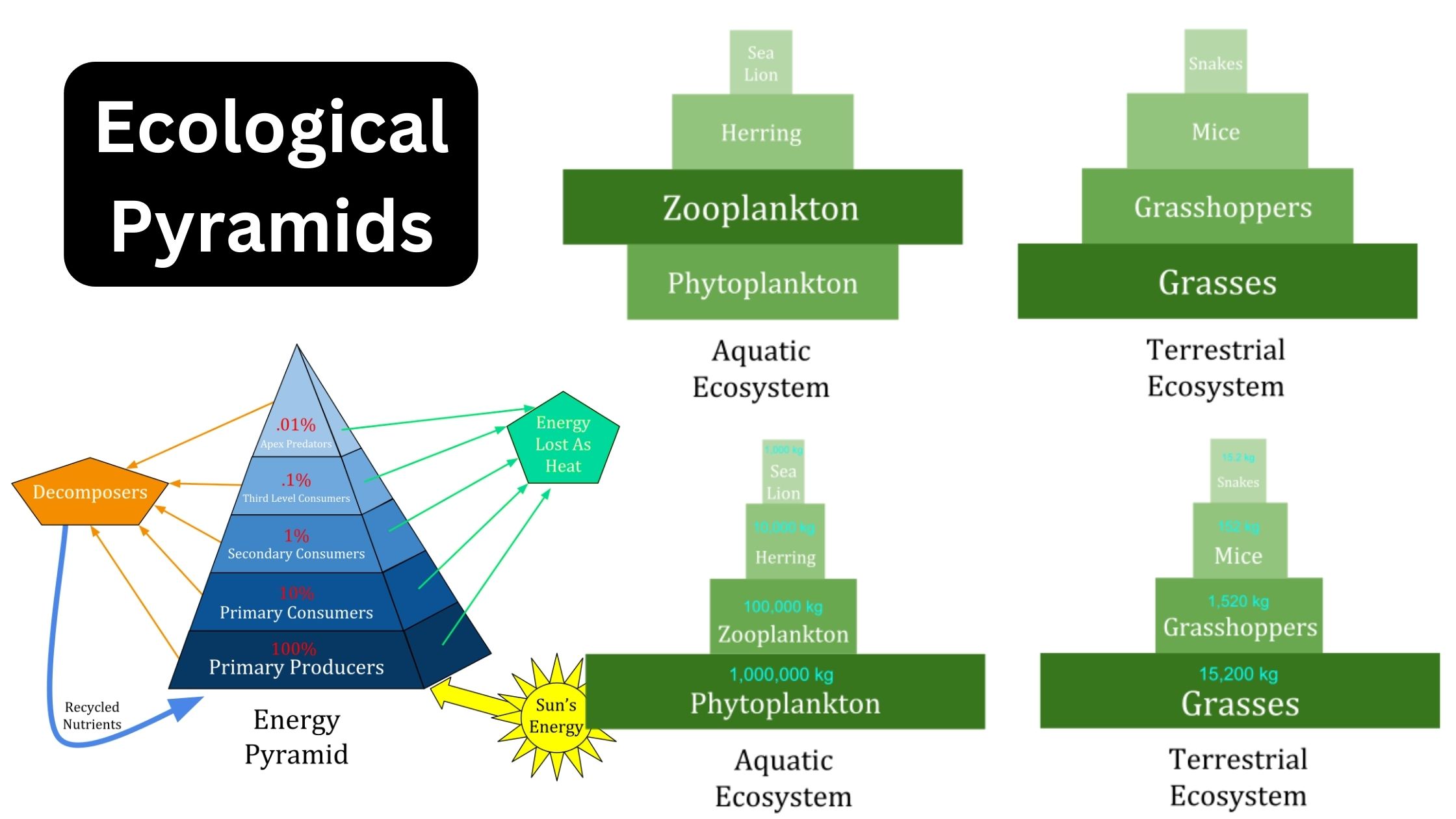 Ecological Pyramids - Definition, Types, Examples, Importance, Limitations