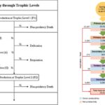 Ecological efficiency - Definition, Factors, Calculation, Applications