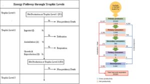 Ecological efficiency – Definition, Factors, Calculation, Applications