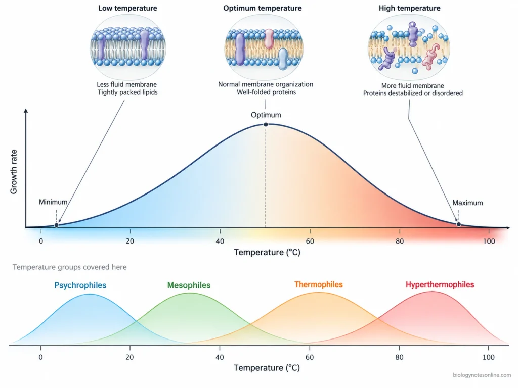 Growth-rate curves showing minimum, optimum and maximum temperatures and the temperature ranges of psychrophiles, mesophiles, thermophiles and hyperthermophiles.