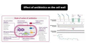 Effect of Antibiotics on the Cell Wall