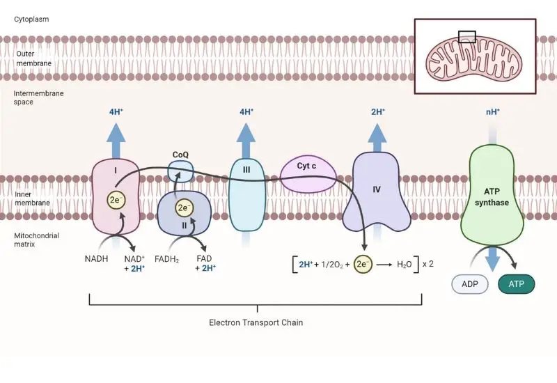 Electron Transport Chain Diagram, Definition, Steps, Products, Importance