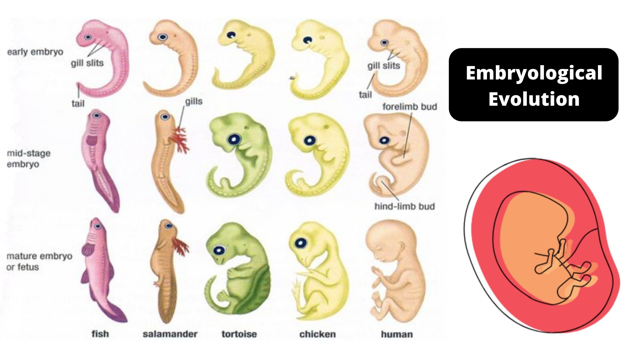 Embryological Evolution