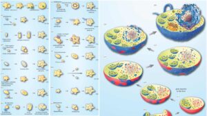 Endosymbiotic Theory – Origin of the eukaryotic cell