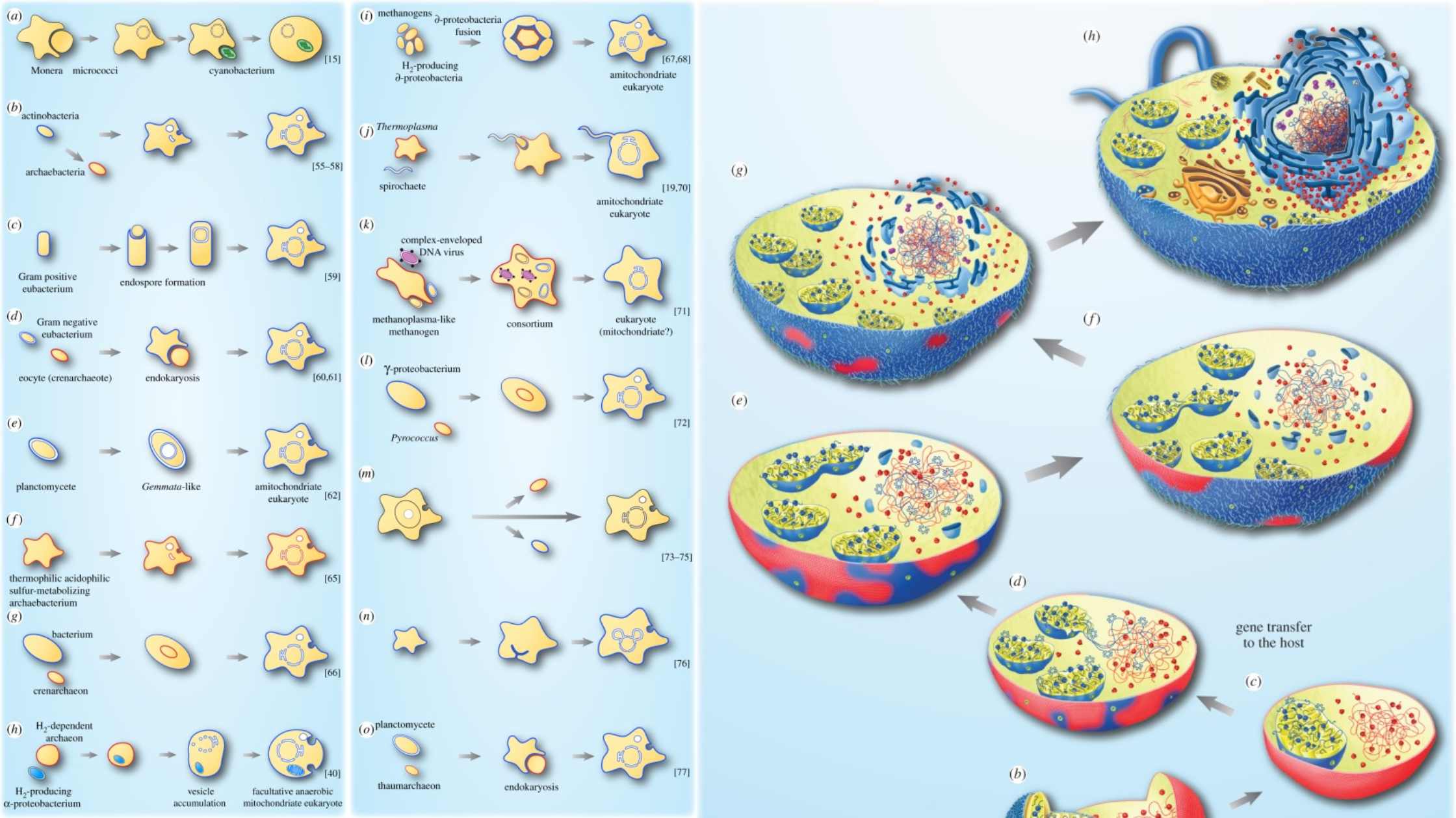 Endosymbiotic Theory - Origin of the eukaryotic cell