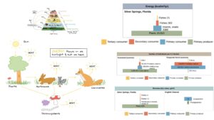 Energy Flow in Ecosystem
