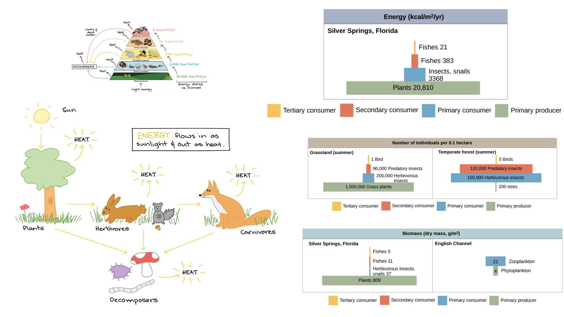 Energy Flow in Ecosystem