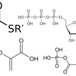 Energy Rich Compounds - Phosphoenolpyruvate, 1,3 Bisphosphoglycerate, Thioesters, ATP