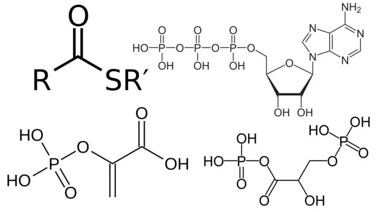 Energy Rich Compounds - Phosphoenolpyruvate, 1,3 Bisphosphoglycerate, Thioesters, ATP