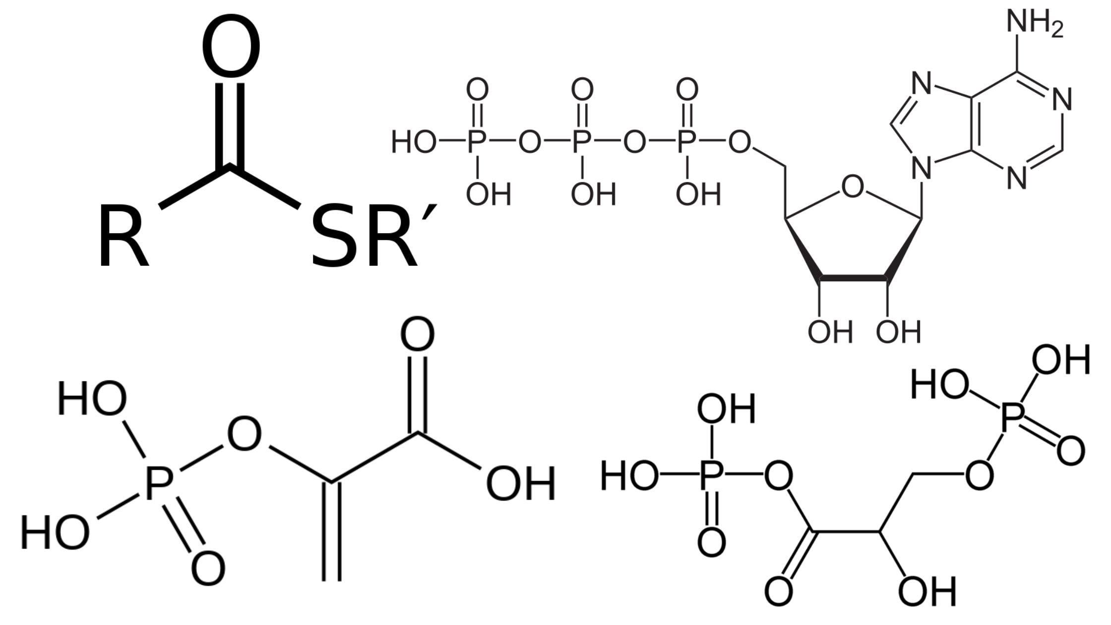 Energy Rich Compounds - Phosphoenolpyruvate, 1,3 Bisphosphoglycerate, Thioesters, ATP