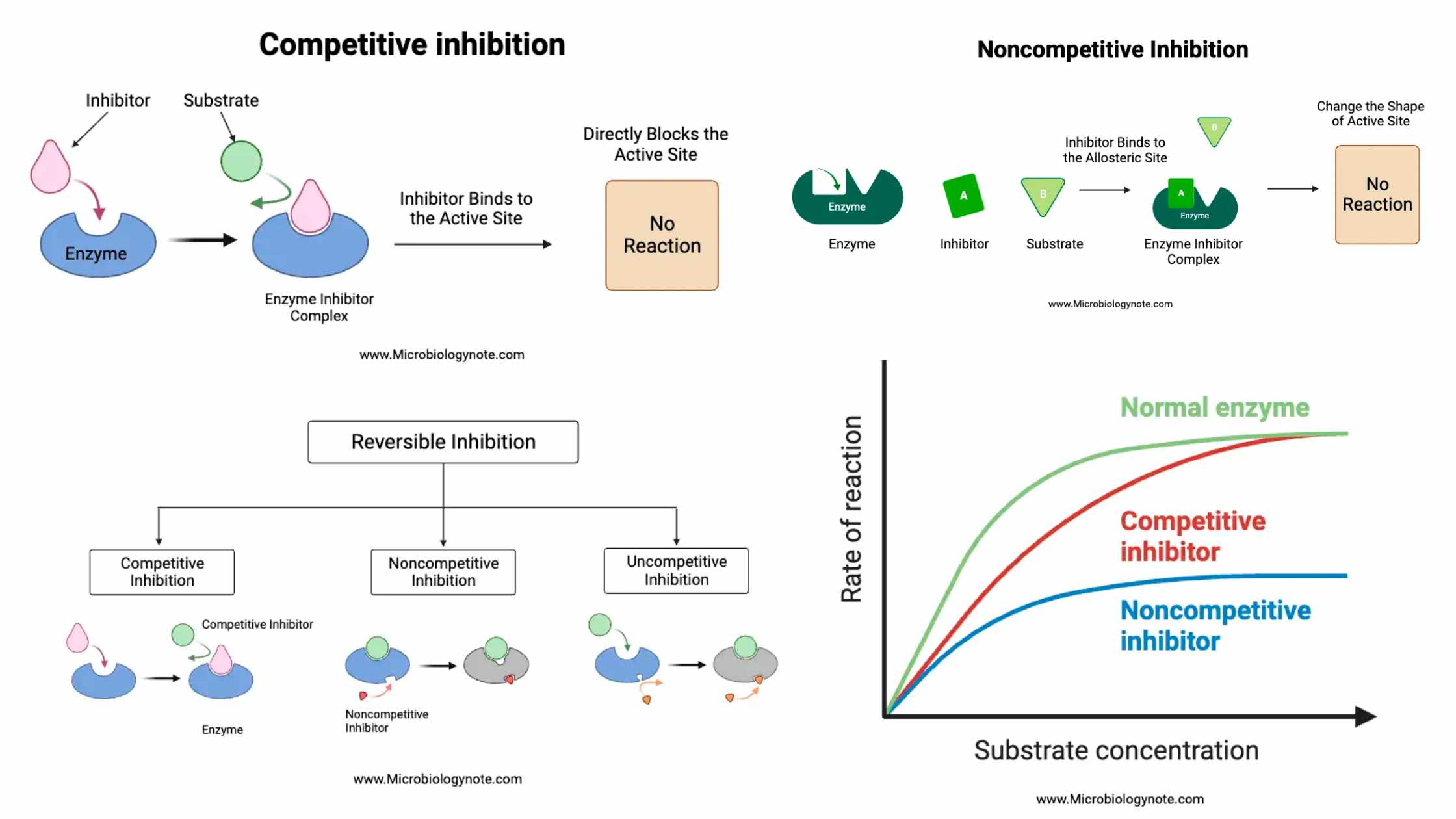 Enzyme Inhibition - Definition, Types, Mechanism, Examples