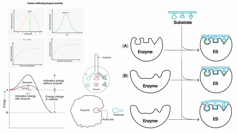 Enzymes - Structure, Types, Mode of Action, Functions, Applications, Examples