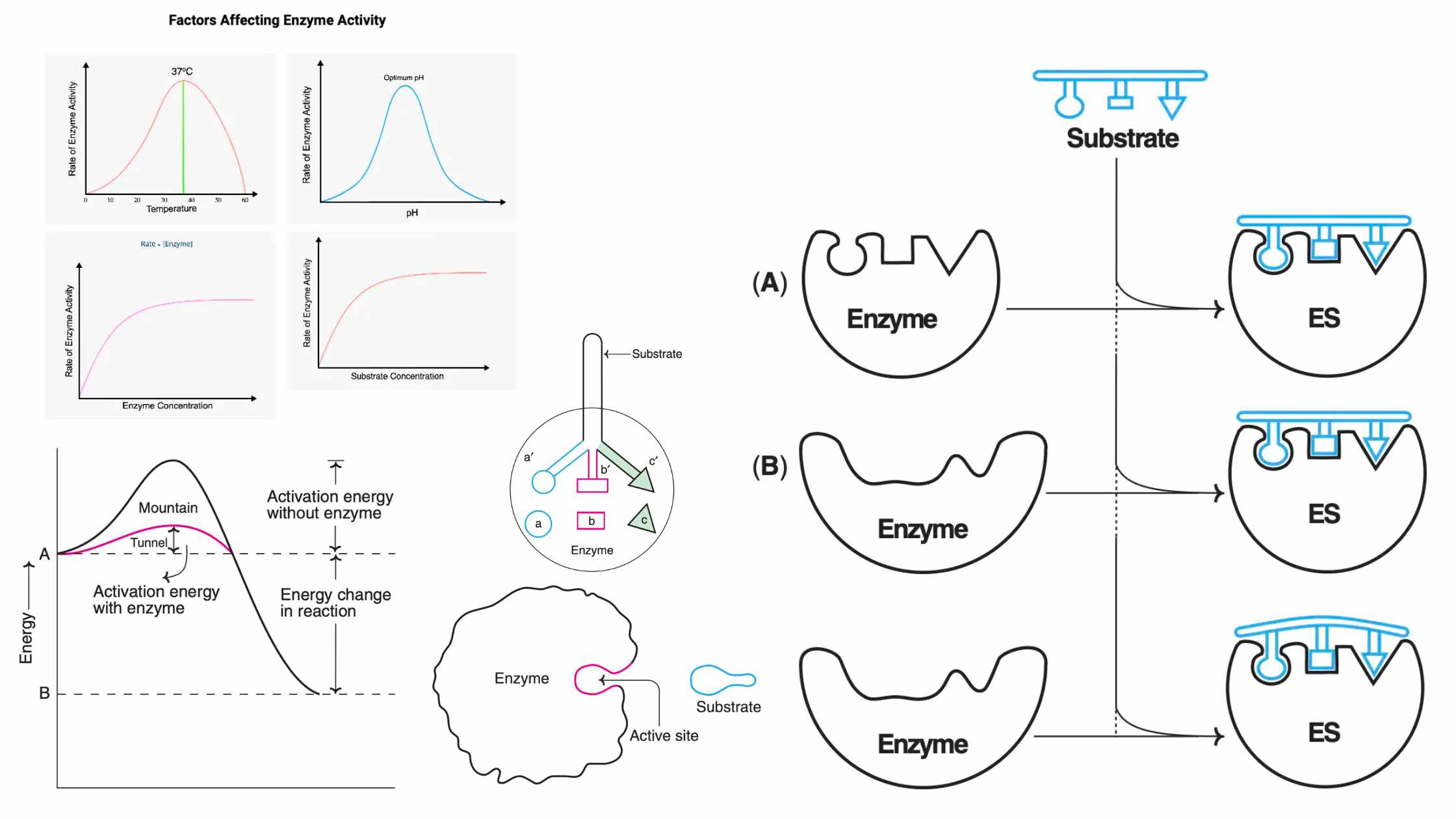 Enzymes - Structure, Types, Mode of Action, Functions, Applications, Examples