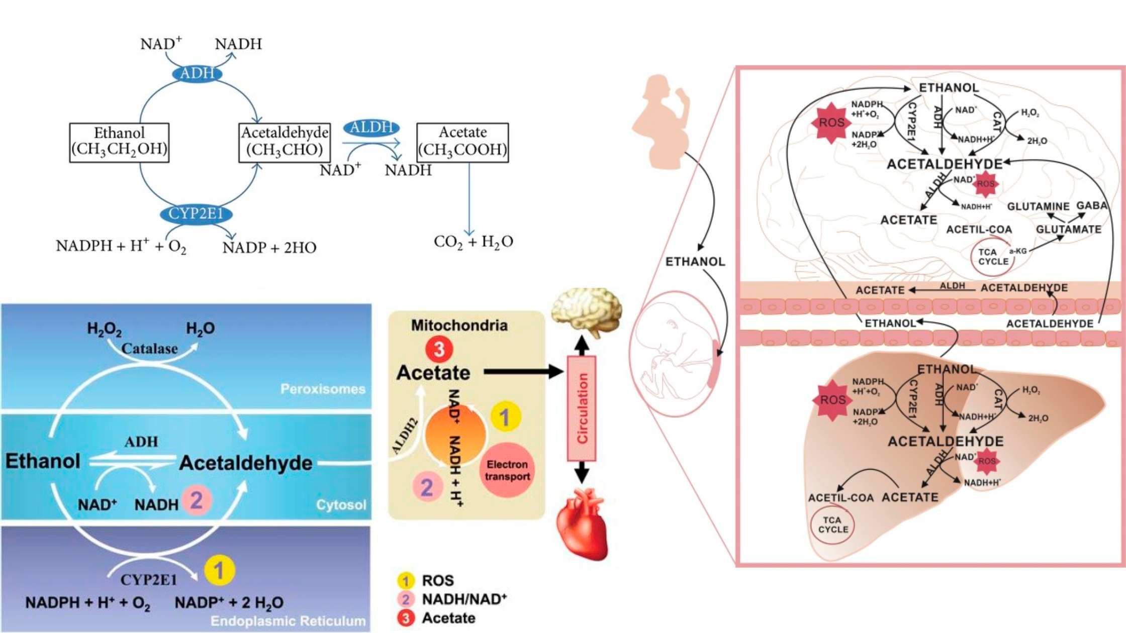 Ethanol Metabolism - Steps, Factors, Enzymes, Importance