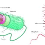 Eubacteria - Definition, Structure, Characterisitcs, Types, Examples