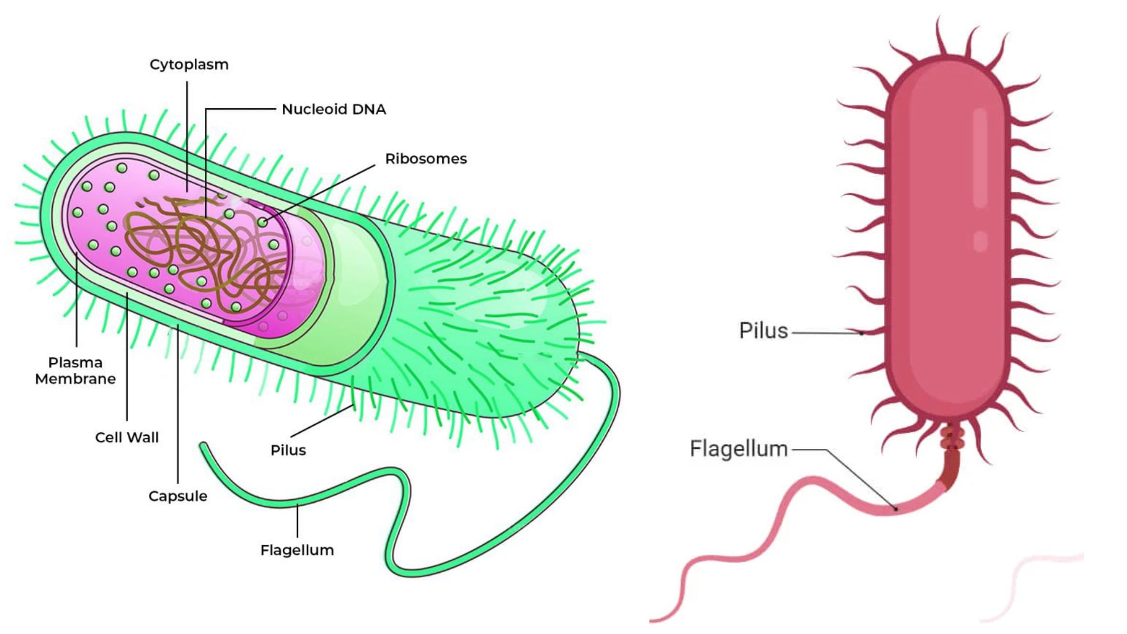 Eubacteria - Definition, Structure, Characterisitcs, Types, Examples