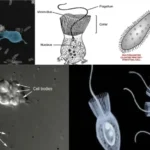 Evolution of Parazoa and Metazoa