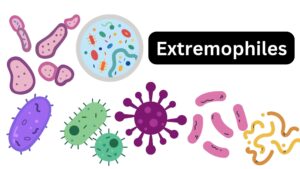 Extremophiles – Definition, Classification, Examples