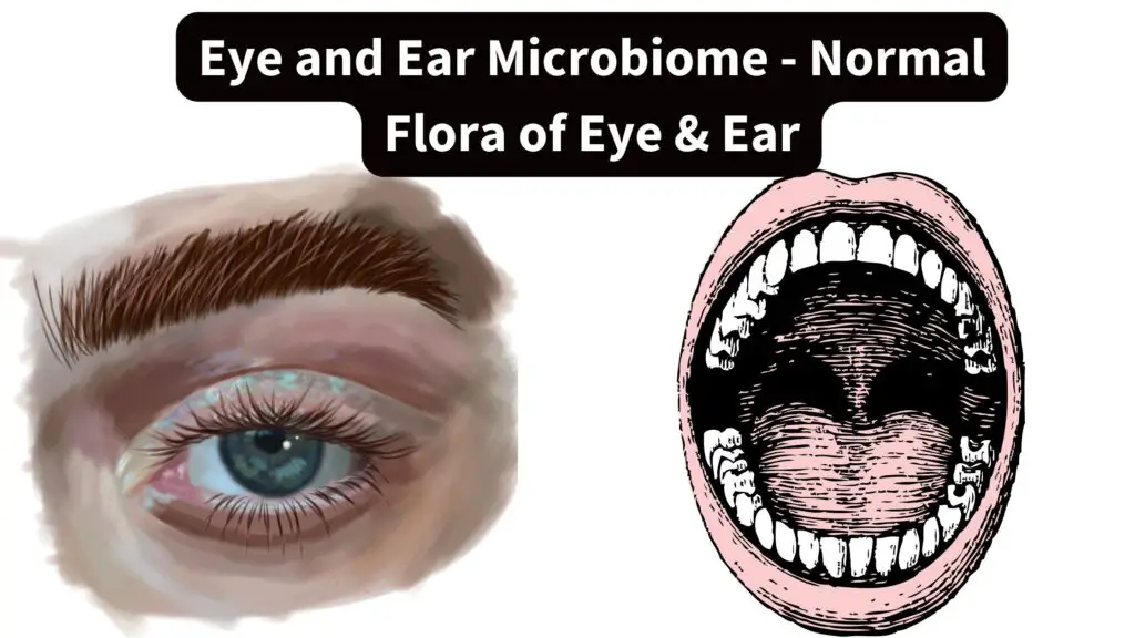 Eye and Ear Microbiome - Normal Flora of Eye & Ear - Biology Notes Online