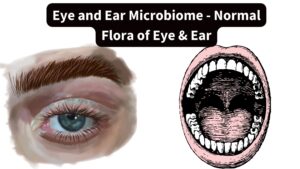 Eye and Ear Microbiome – Normal Flora of Eye & Ear