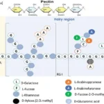 Microbial degradation of Pectin - Enzymes, Steps, Mechanisms