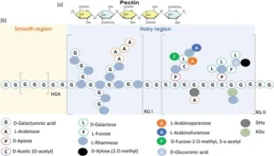 Microbial degradation of Pectin – Enzymes, Steps, Mechanisms