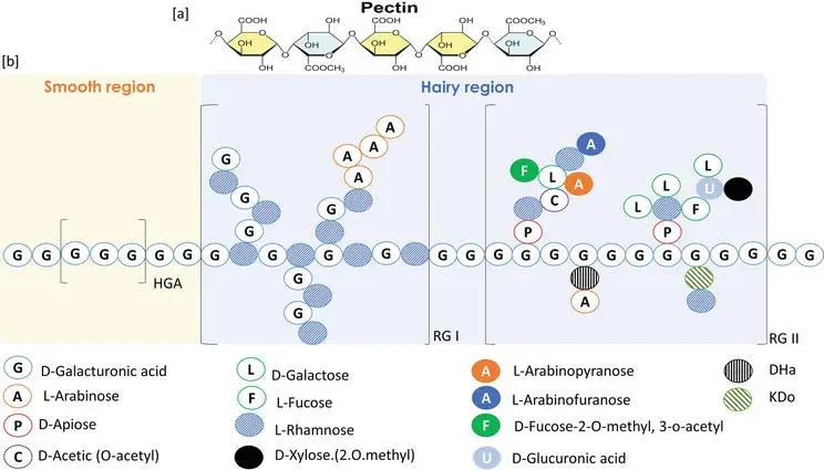 Microbial degradation of Pectin - Enzymes, Steps, Mechanisms