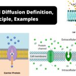 Facilitated Diffusion - Definition, Principle, Examples