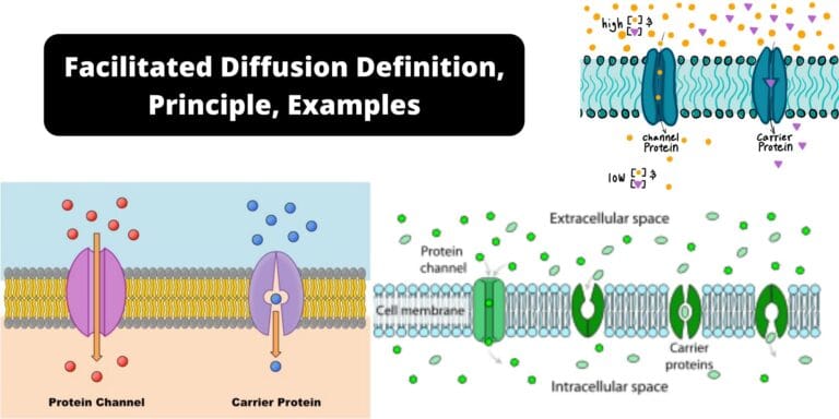 Facilitated Diffusion - Definition, Principle, Examples