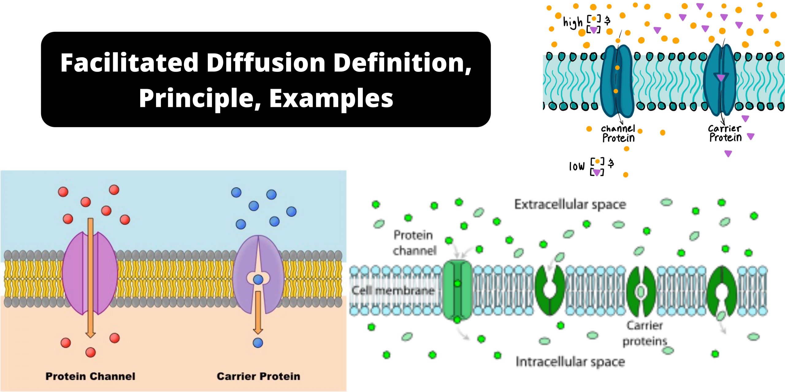 Facilitated Diffusion - Definition, Principle, Examples