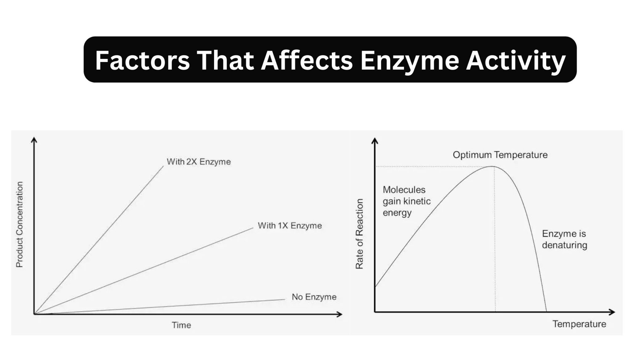 Enzymes - Biology Notes Online