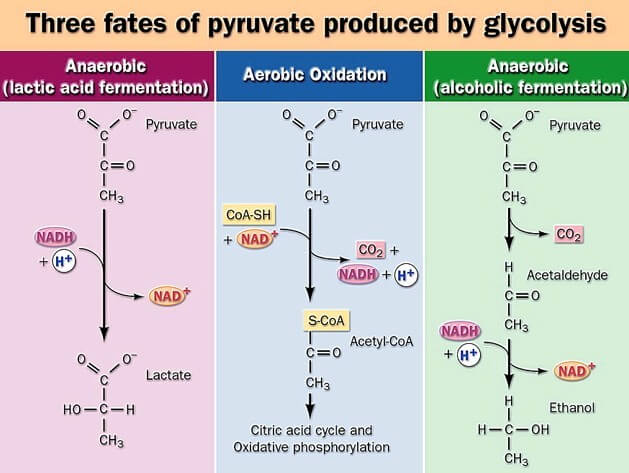 Fate of Pyruvate: Acetyl CoA, Lactate, Alcohol Formation.