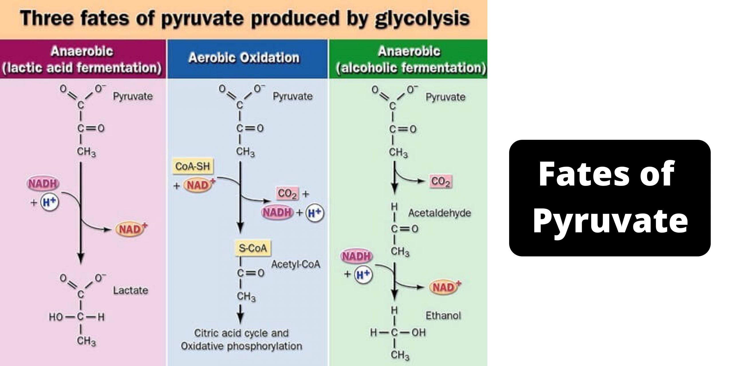 Fates of Pyruvate