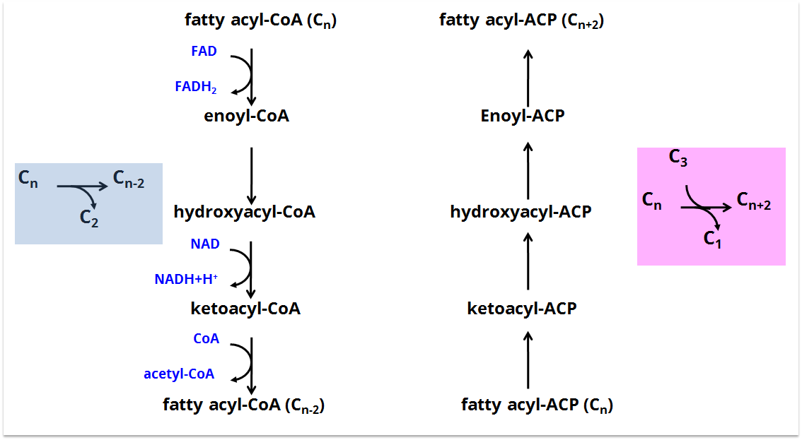 Synthesis of Fatty Acid